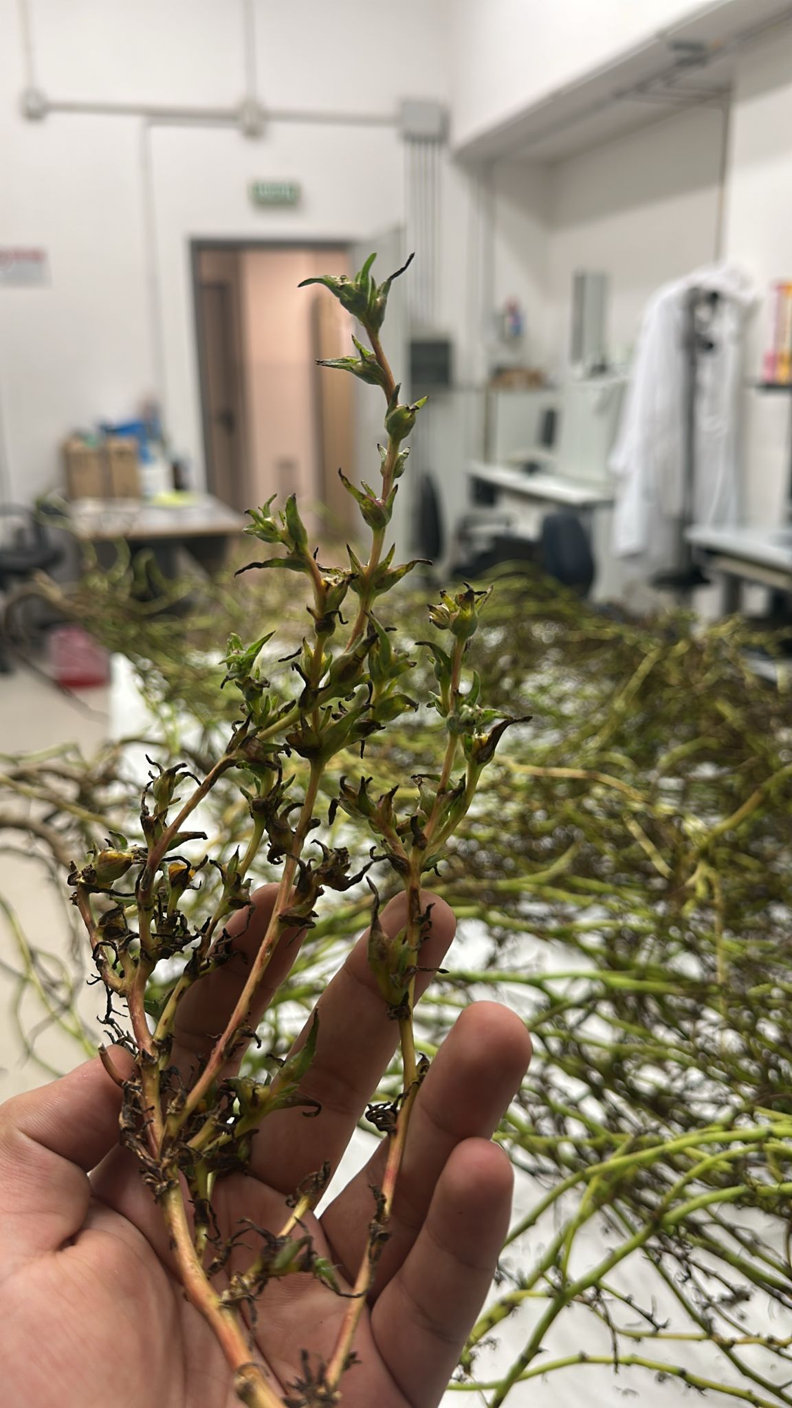 progetto-venus-alla-prova-decisiva-si-testano-specie-neglett