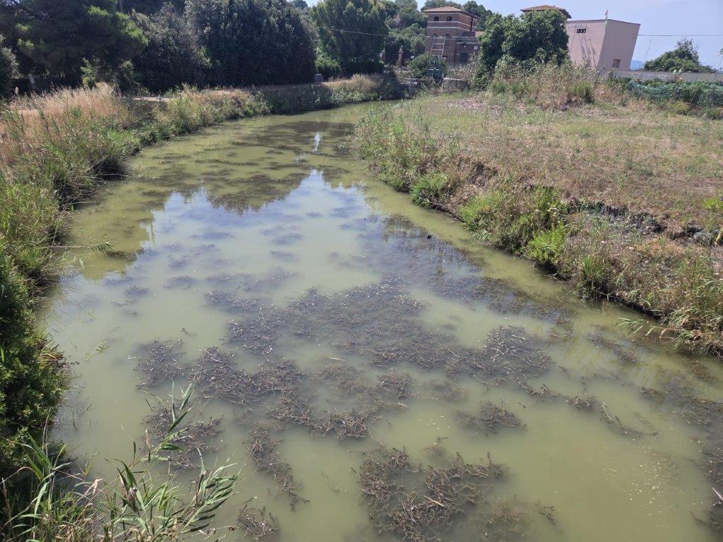 erbe-infestanti-pesci-e-natura-in-pericolo-l-esempio-dalla-t